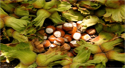 Fiyatı Arz Belirleyecek