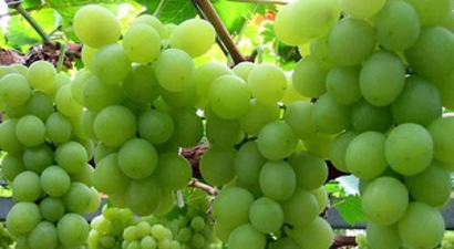 Fındık Üreticisine Üzümsü Meyveler Destek Olacak