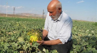 Fiyatlar Kavun Üreticisini Sevindirdi