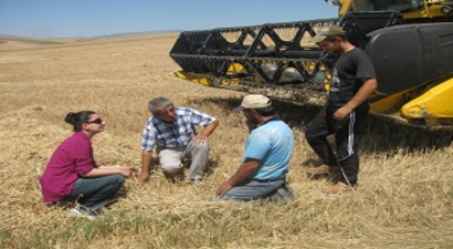 Hububat Hasadında Dane Kaybı Yapan Operatörlere Ceza Kesilecek