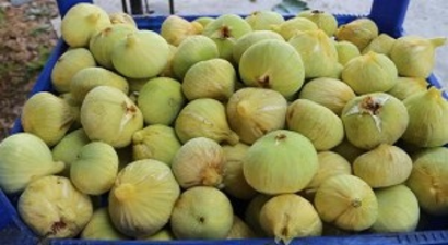 İncir Mersin Üreticisinin Yüzünü Güldürdü