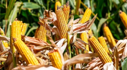 Karamanlı Çiftçi Umudunu Mısıra Bağladı