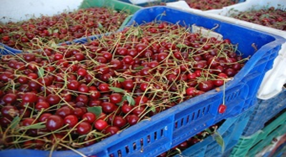 Kirazda ki Sıkıntı Vişnede Devam Ediyor