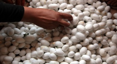 Koza Üretiminde 2016 Beklentisi Yüksek