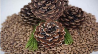 Mazon`dan Dünyaya Künar