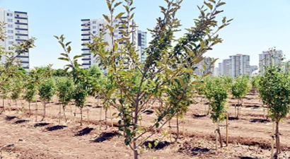 Meyve Bahçesi Büyüyor