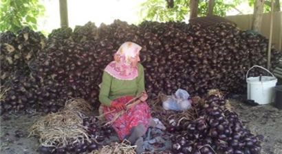 Mor Soğanda Bereketli Hasat Dönemi