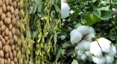 Yağlı Tohumlara Teşvik Talebi