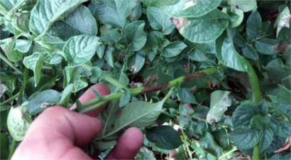 Patates Üreticilerine Mildiyö Uyarısı