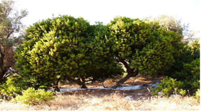 Zarar Gören Sakız Ağaçları İçin Tazminat Geliyor