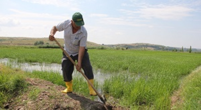 Çeltik Çiftçisinin Su Mesaisi Başladı