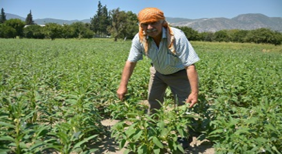 Su Kavgası, Bölgede Üreticiyi Öncü Yaptı