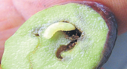 Zeytin Sineğiyle Mücadele Uyarısı