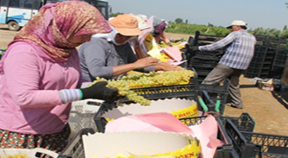 Üzüm Üreticisi Fiyat Bekliyor