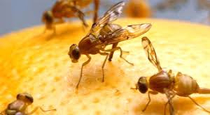 Akdeniz Meyve Sineğiyle Mücadele Çalışması