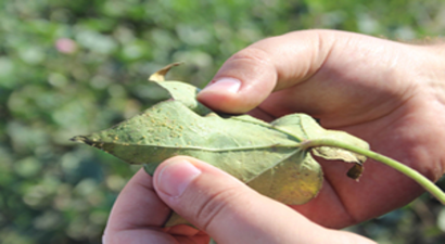 Avrupalı Kırmızı Örümcekler Ciddi Sıkıntı Yaşatıyor