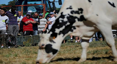 Avrupa`nın Süt Krizi Türkiye`ye de Sıçradı