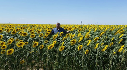 Ayçiçeğinde Fiyat Beklentisi Yüksek