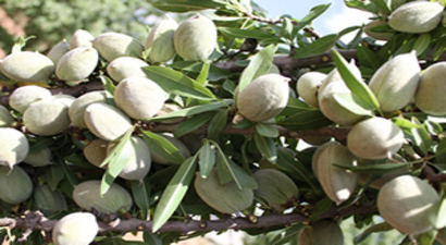 Kulalılar Yeni Gelir Kaynağının Hasadına Başladı