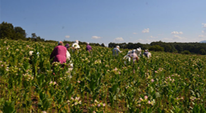 Bafralı Tütün Üreticileri Destek Bekliyor