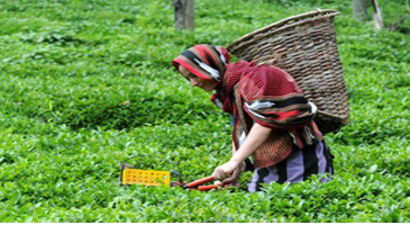 Çayda Organik Tarıma Geçiş Hızlanarak Devam Ediyor