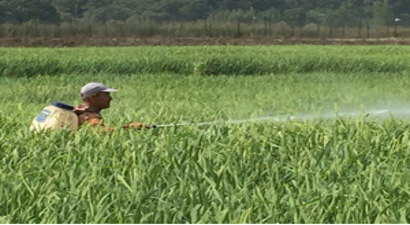 Kirpi Darı, Çeltik Üreticisini Bıktırdı