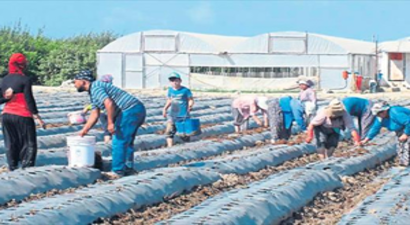 Çilek Fidesi Ekimi Başladı