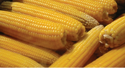 Çukurova`da Mısır Hasadı Başladı