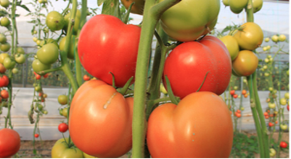 Domates Fiyatları Düşecek