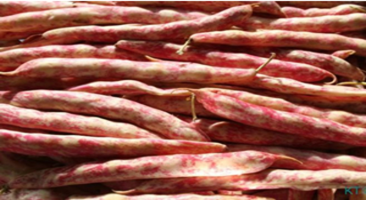 Fasulye ve Barbunya Fiyatları Altın Borsasına Döndü