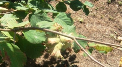 Fındık Hasadında Dikkat Edilecek Hususlar