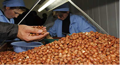 Fındık İhracatçısı Yeni Dönemden Umutlu