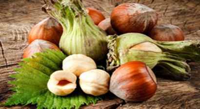 Fındık Üreticisinin Beklentisi 30 TL