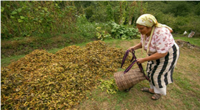 Fındıkta Üretici Destek Bekliyor