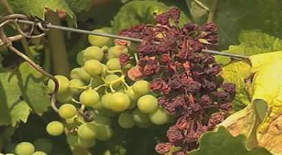 Fransa`da Olumsuz Hava Şartları Üzüm Hasadını Zorluyor
