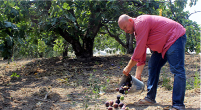 İncirlerin Ziyan Olduğunu Görünce Kahroluyoruz