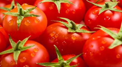 İsrail Çareyi Türk Domatesinde Buldu