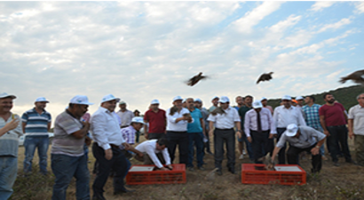 Ormanları Keklikler Koruyacak