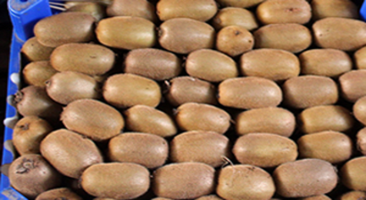 Kivide Hedef 100 Bin Ton