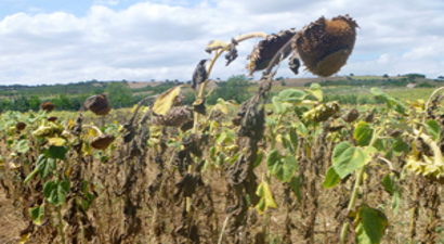 Kuraklık Ayçiçeği Üreticisini Vurdu