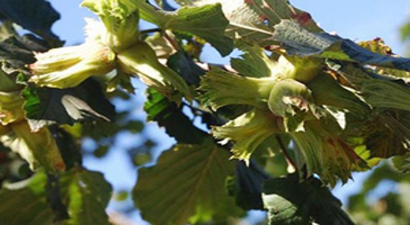 Kürtün Fındığında Hasat Zamanı