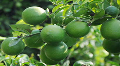 Limon Diyarında Hasat 1 lira 20 Kuruşla Başladı