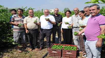 Limonun Fiyatı Yüz Ekşitiyor
