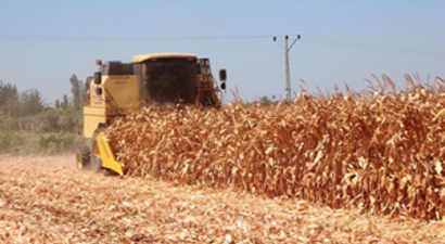 Mısır Üreticilerinin Yüzü Gülüyor