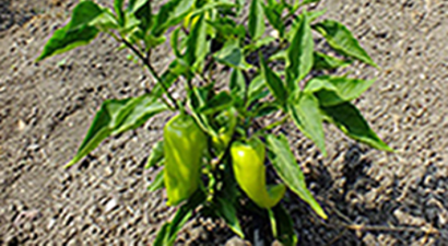 Organik Logosu Olmayan Ürünleri Satın Almayın