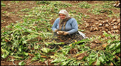Pancar Çiftçisine Avans Ödemesi Yapılacak