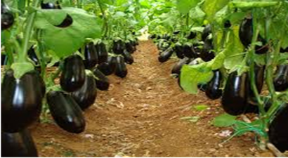 Patlıcan Fidesinde Dışa Bağımlılıktan Kurtaracak Proje