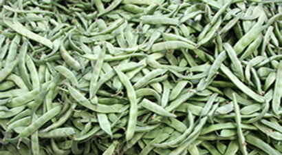 Pazaryeri Boncuğunun Hasadı Başladı