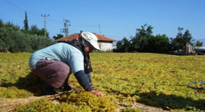 Sarıgöl`de Kurutmalık Üzüm İşlemleri Başladı