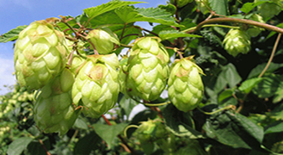 Şerbetçi Otu Üreticinin Yüzünü Güldürmüyor